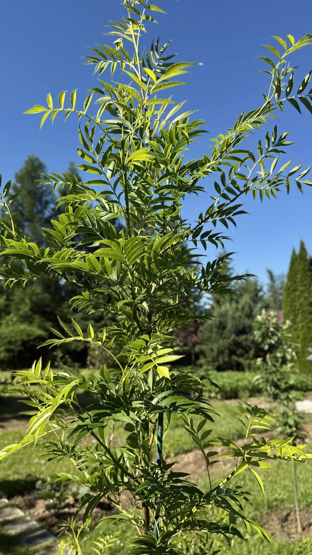 🌿😊 Задание № 1. Лиственные деревья и кустарники 😊🌿

Ну что, проверим вашу внимательность и знани