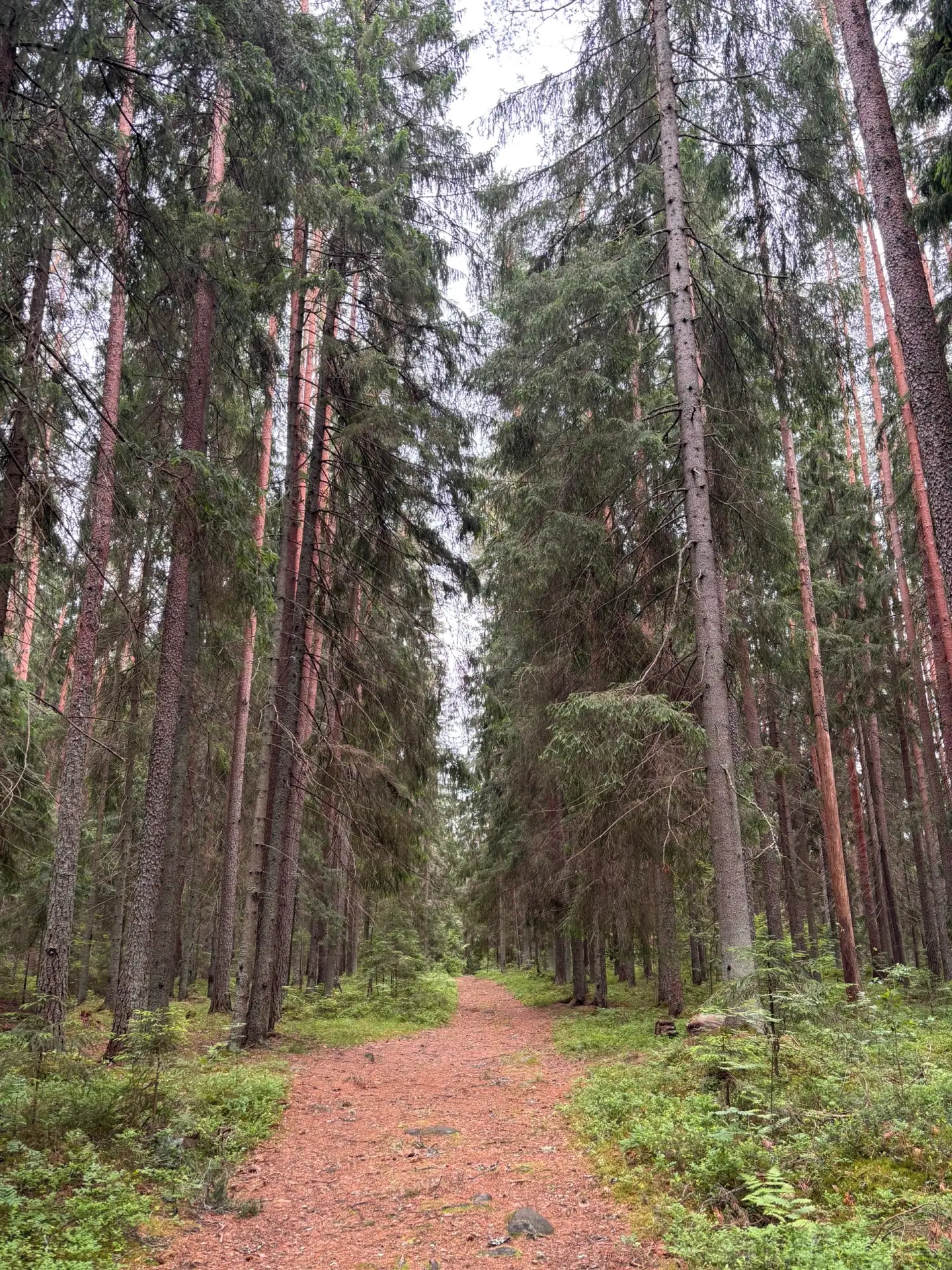 Без мишек в лесу. 
 maxn4

КОММЕНТИРОВАТЬ ⬇️ 

Источник: Открыть