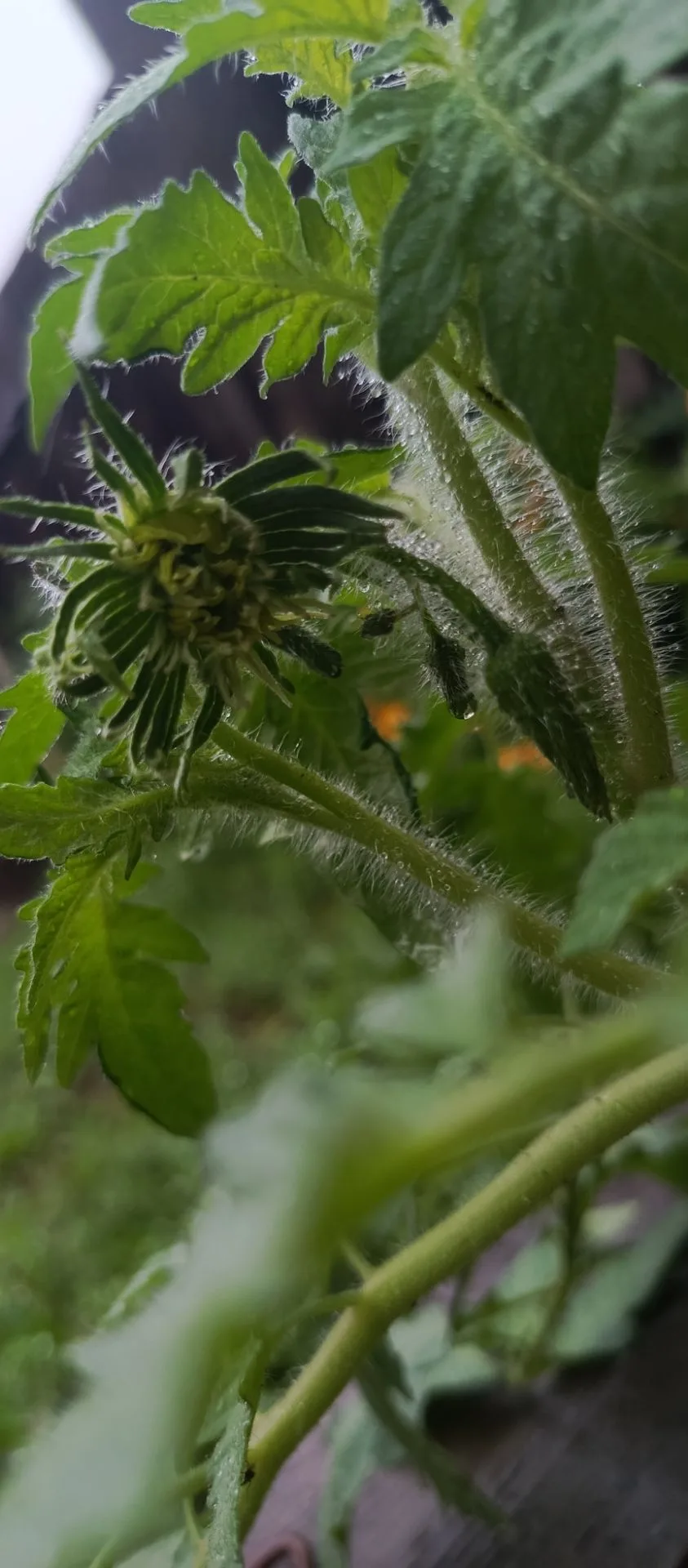 Очень интересный цветочек у помидорки 🌿🍅