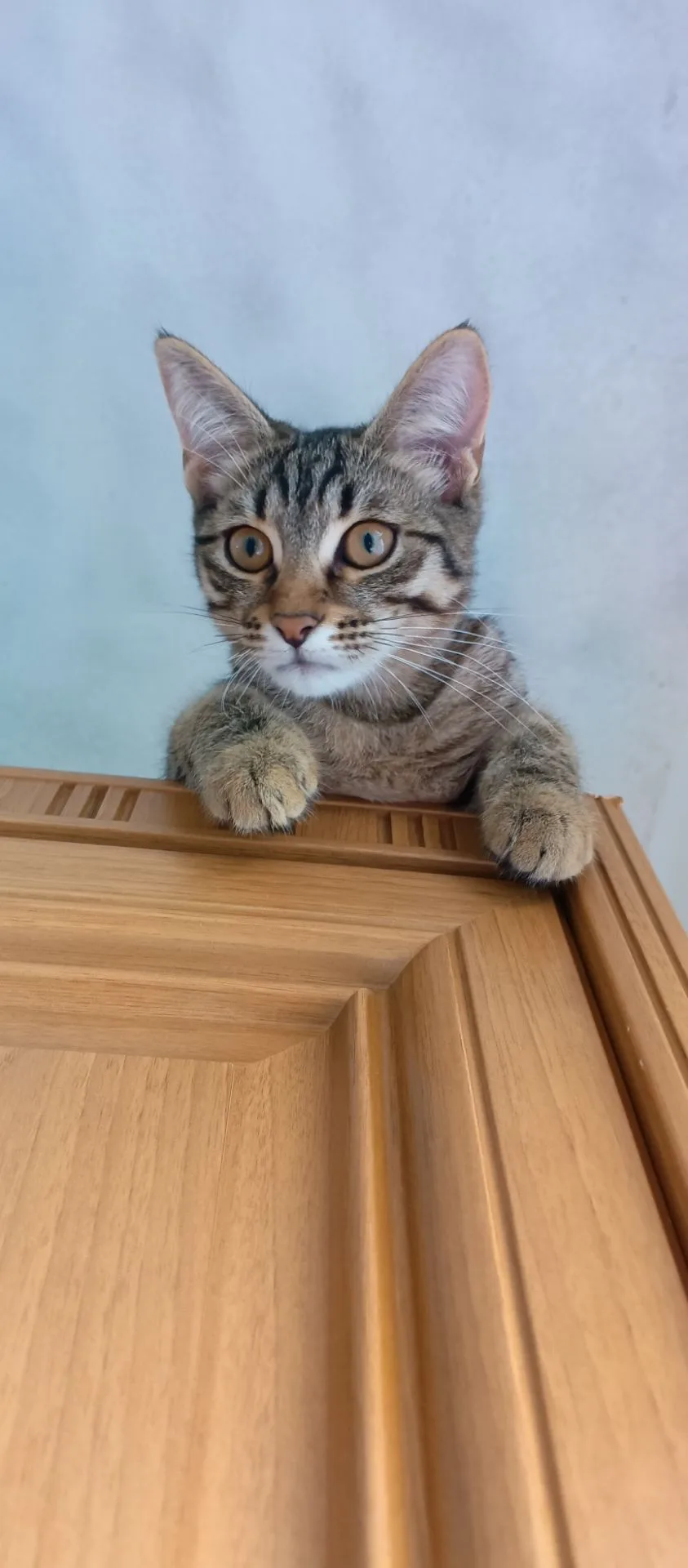Отдам котенка в добрые руки, мальчик 4 месяца, к лотку приучен, проглистован, добрый ла...