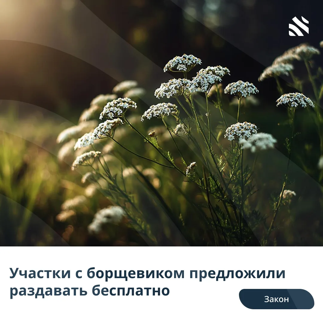 🧑‍⚖️Участки с борщевиком предложили раздавать бесплатно  Депутаты фракции «Новые люди» предложили пе