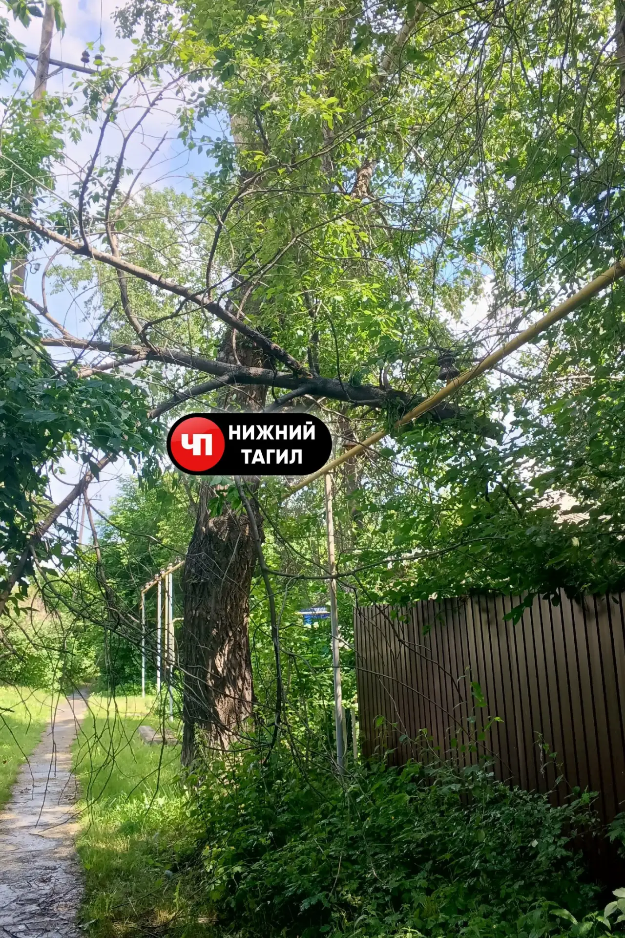 💢 На улице Кулибина, над пешеходной дорожкой сегодня, 20.06.2026 года, сломило верхнюю часть дерева