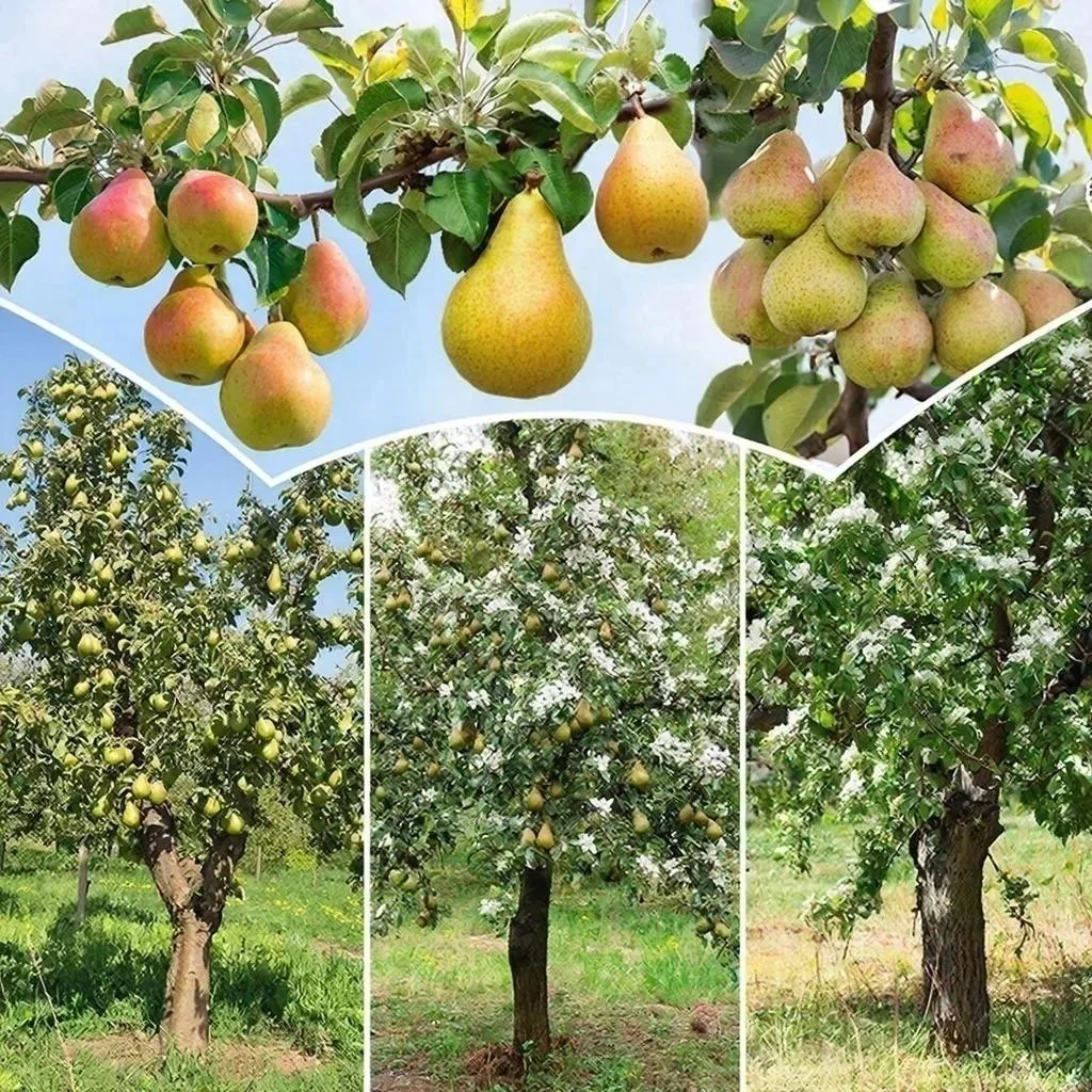 5 самоплодных сортов груш.
Берем на заметку 📝 🍐

Груша Банкетная - сорт устойчивый к засухе и моро