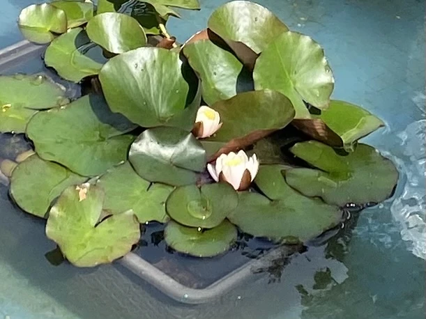 "🤩Водяные лилии" (ненюфары)🤩