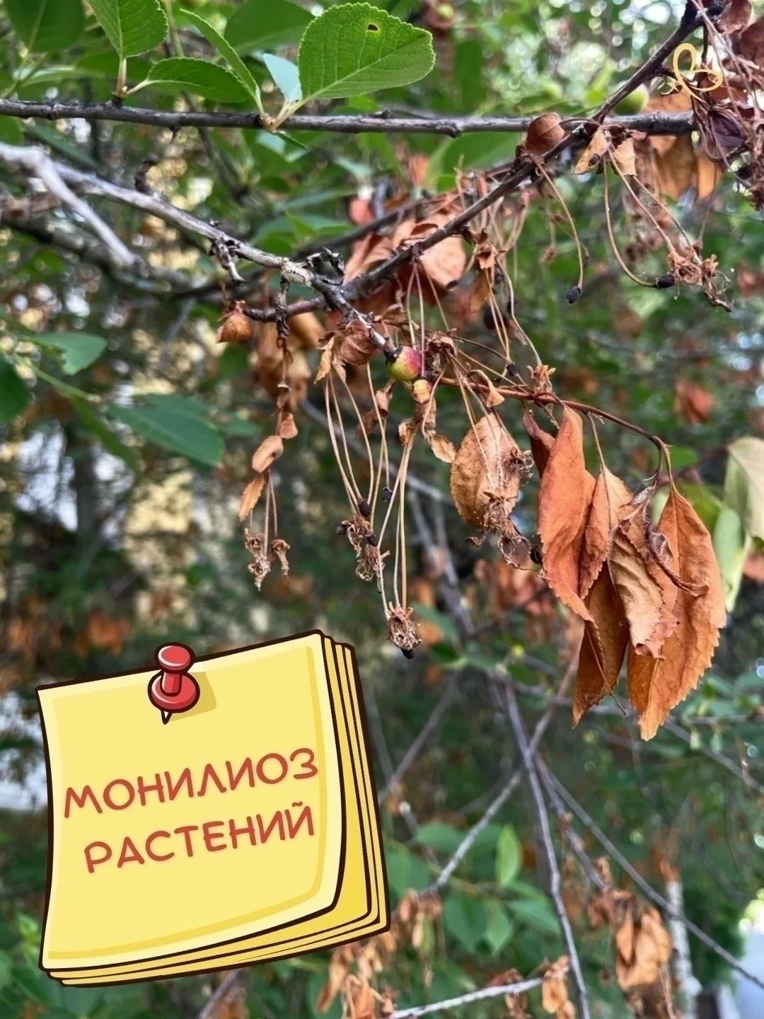 ❓КАК ЭФФЕКТИВНО бороться с этим опасным грибковым заболеванием, которое может уничтожит...