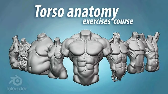 Udemy – Torso anatomy exercises course