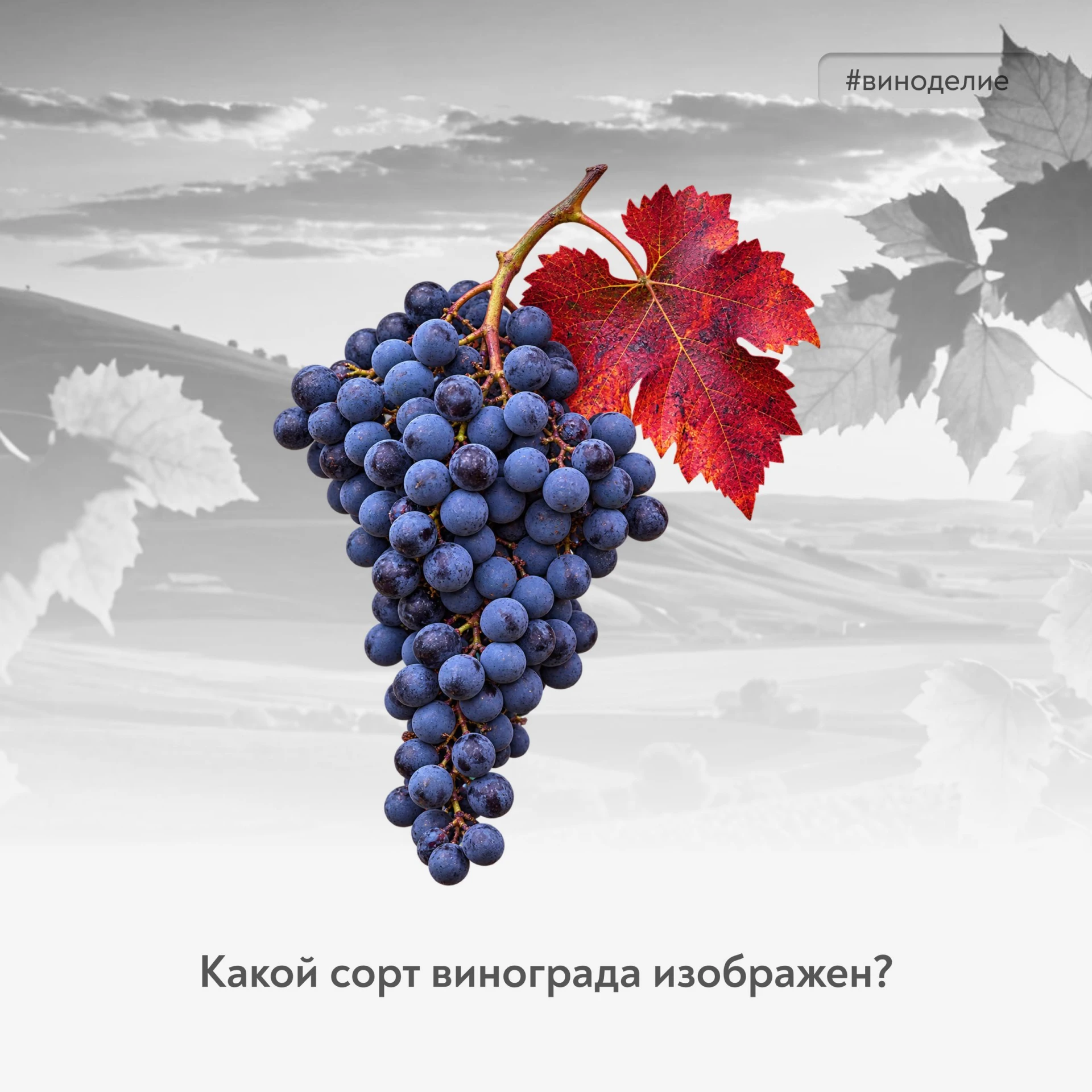 🍇 Редкость среди российских лоз