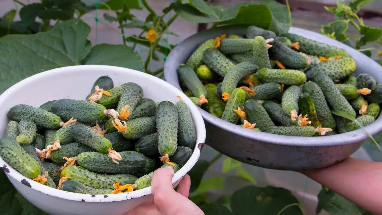 🥒 ОГУРЦЫ БЕЗ ОСТАНОВКИ: Пошаговая схема безопасных подкормок для лавины хрустящих зеле...