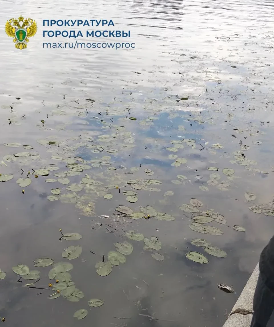 Массовый мор рыбы выявлен на Москве-реке, в районе Нагатино. Запах от воды соответствующий. Видимо, 