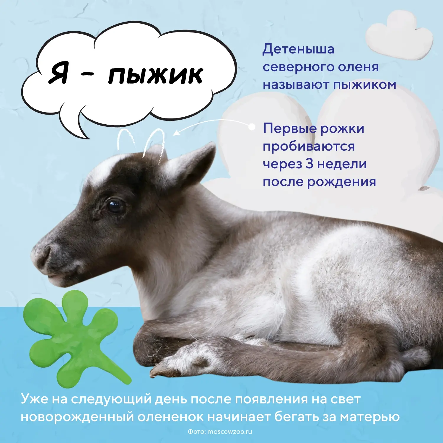 «А кто это?» – один из самых частых вопросов маленьких исследователей

Если с котятами и щенками все