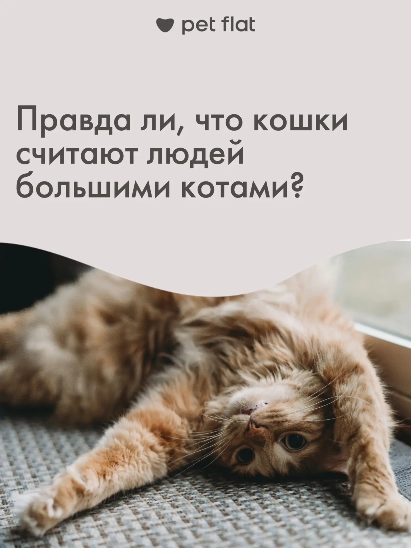 Иногда поведение кошки действительно наводит на подозрения…