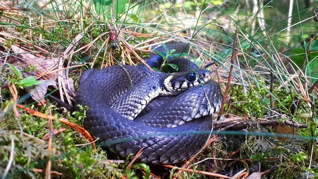 🐍  ОСТОРОЖНО, ЗМЕИ! Первая помощь при укусе

 🛡️ Как уберечься от укуса

Одежда и снаряжение:
✅ Но