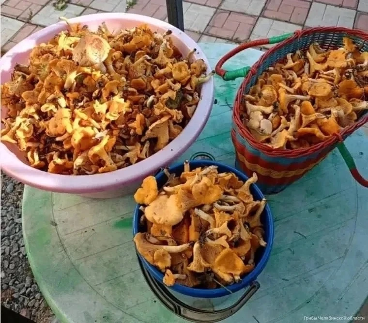 🍄‍🟫 Килограммы лисичек и груздей выносят грибники из лесов Челябинской области