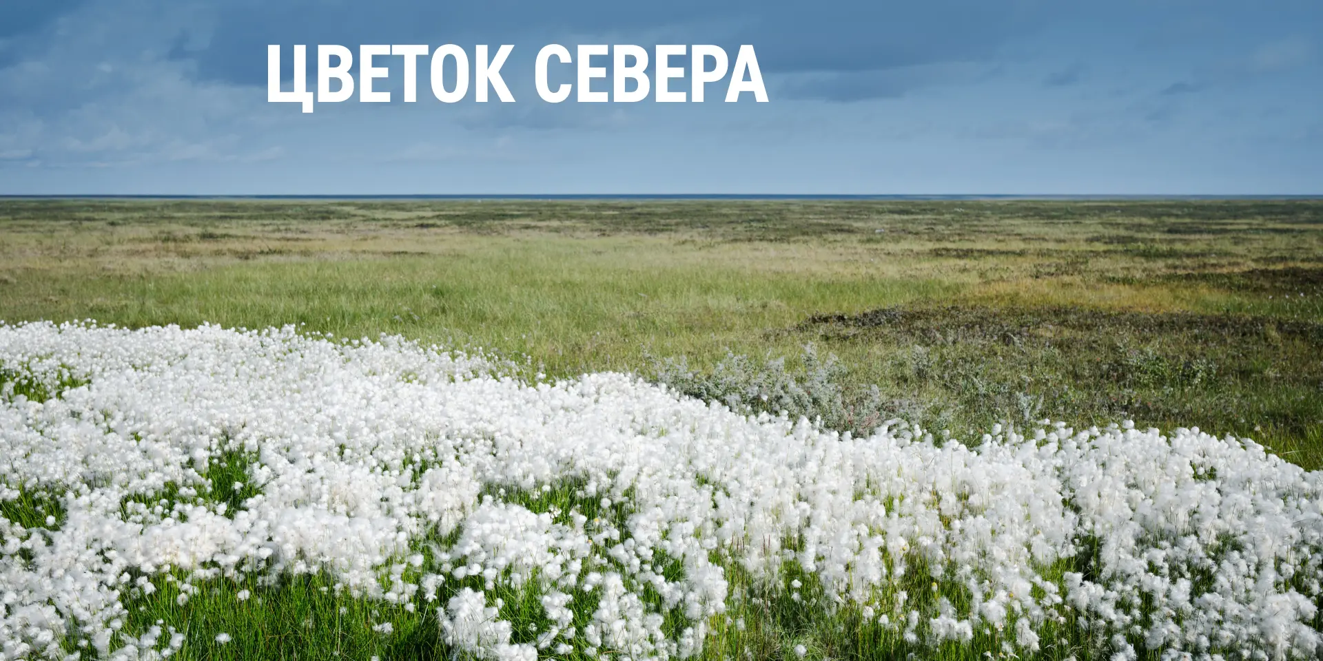 ❌ Миф: в Арктике нет цветов.
✅ Правда: летом в тундре можно любоваться цветущими лугами.

С приходом