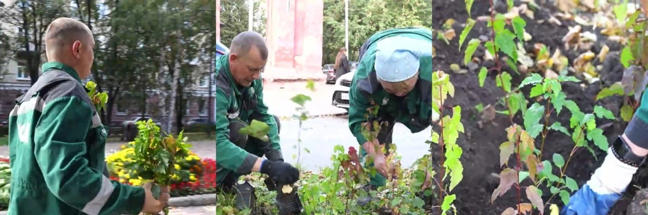 От драмтеатра до Островского: на Весенней высадили более 700 клёнов