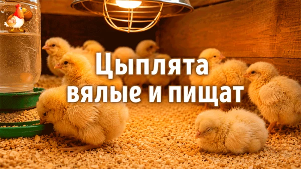 Добрый день, дорогие птицеводы, дачники, садоводы и все, кто однажды принёс домой короб...