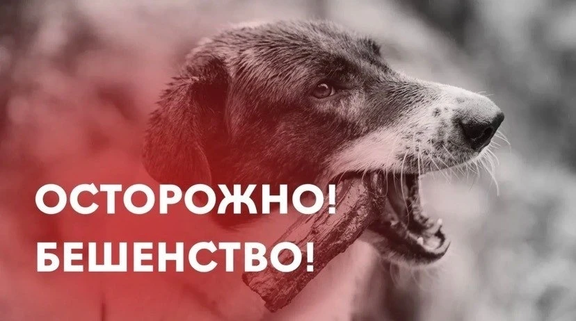 📌Бешенство: как распознать риск и защитить себя