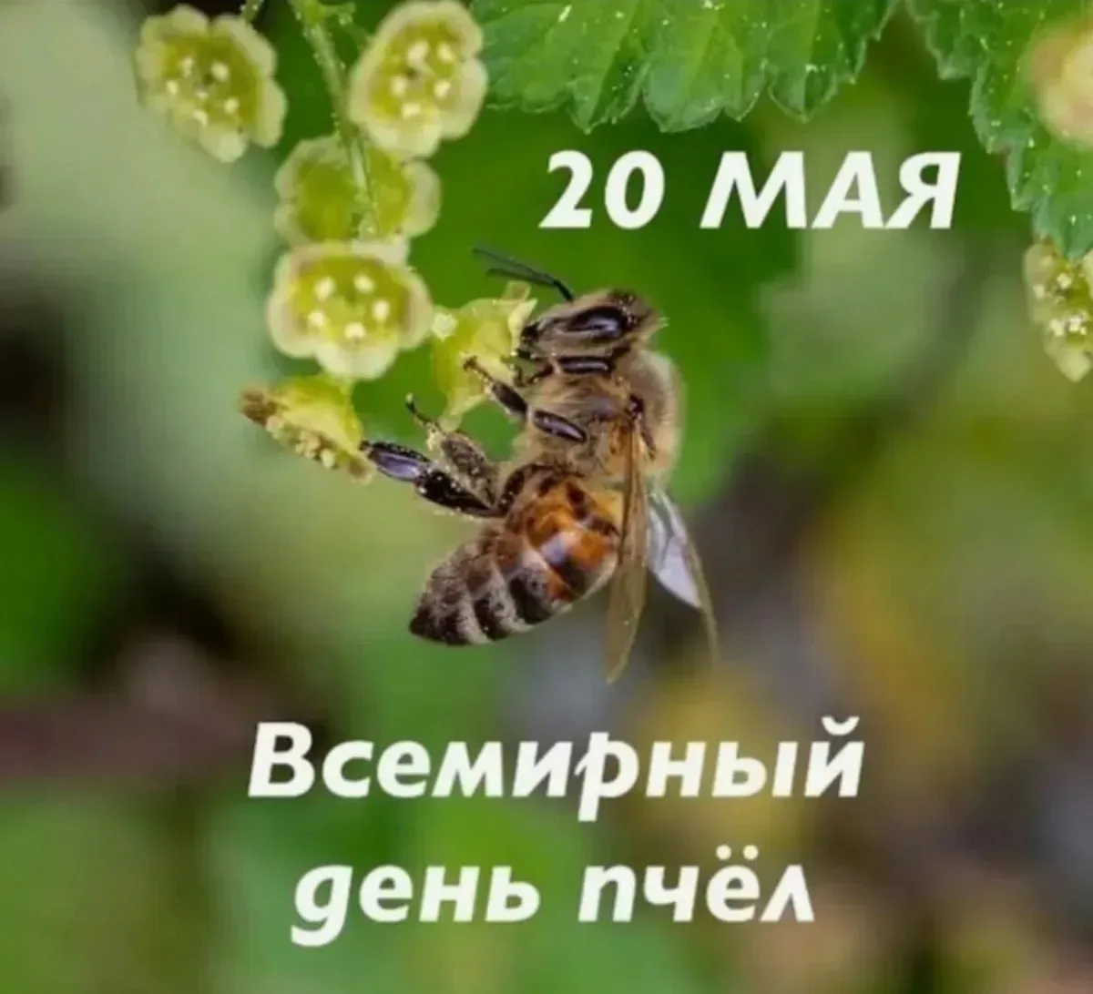 20 мая отмечается Всемирный день пчёл. Это полезное насекомое, которое трудится на поль...