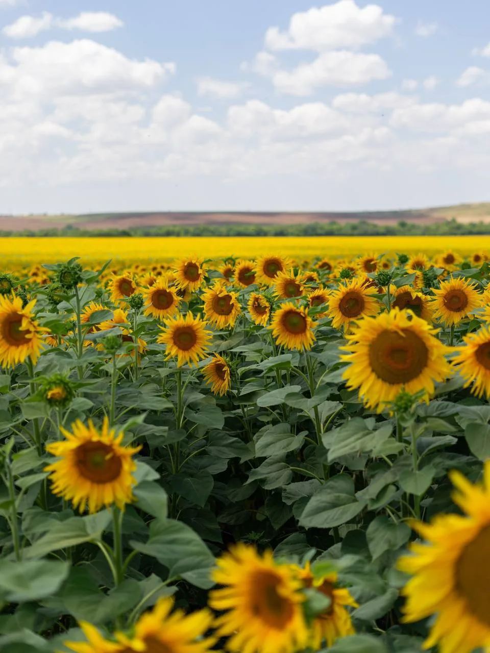 🌻 Крымские подсолнушки…