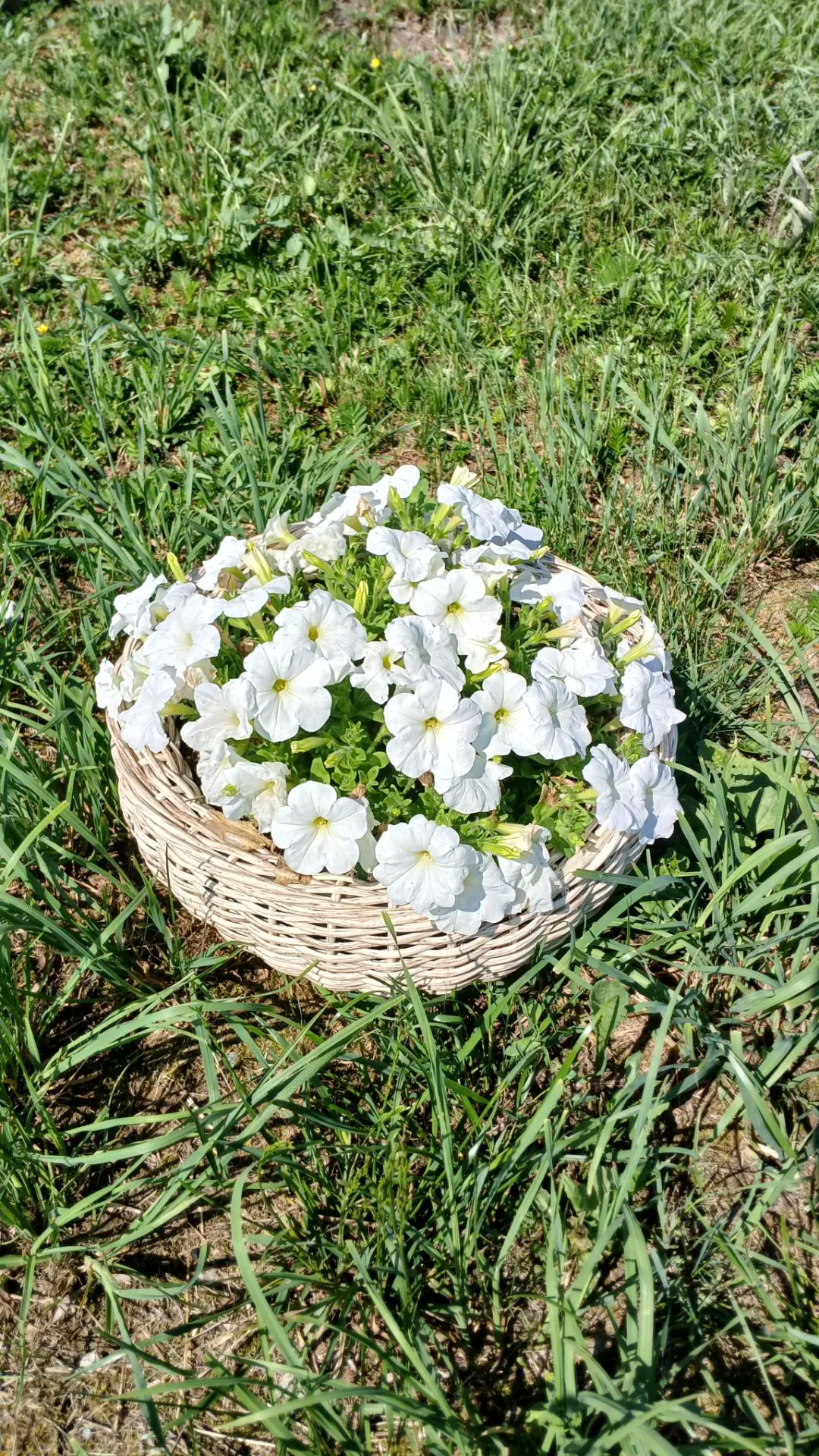 Зацветаем! 🌺