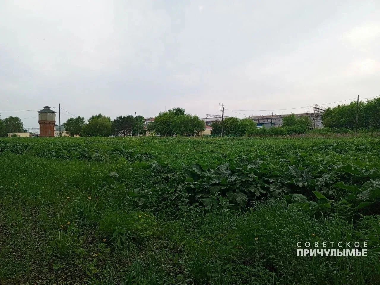 Это не тропики🌴. Это большая территория у жд вокзала города Назарово.
