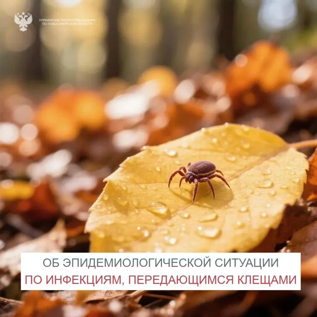 За 35-ю неделю 2026 года в медицинские организации Новосибирской области по поводу прис...