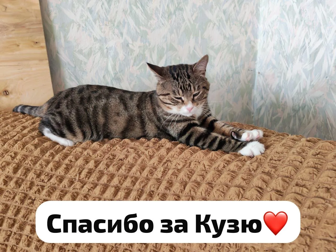 Вот какой теплый привет от домашнего Кузеньки😍👇👇👇👇👇