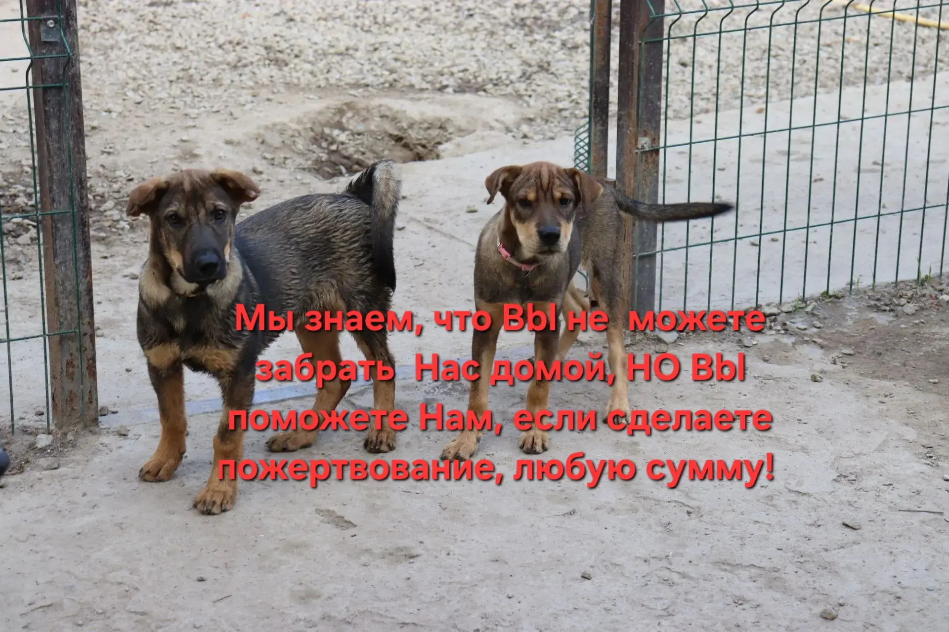 🐾  СБОР НЕ ЗАКРЫТ! ПОМОГИТЕ НАМ!