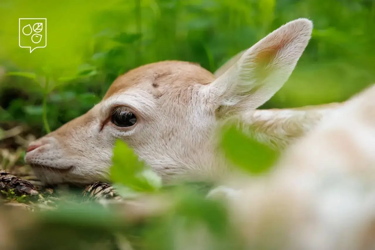 🦌 В экоцентре «Дом Лани» в Зеленограде родился детёныш европейской лани.