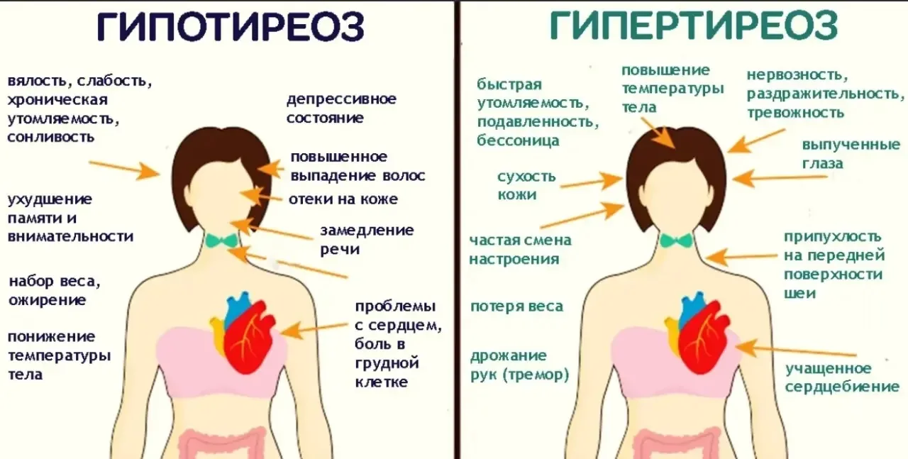🦋 Маленькая «бабочка», управляющая всем: как сохранить здоровье щитовидной железы?