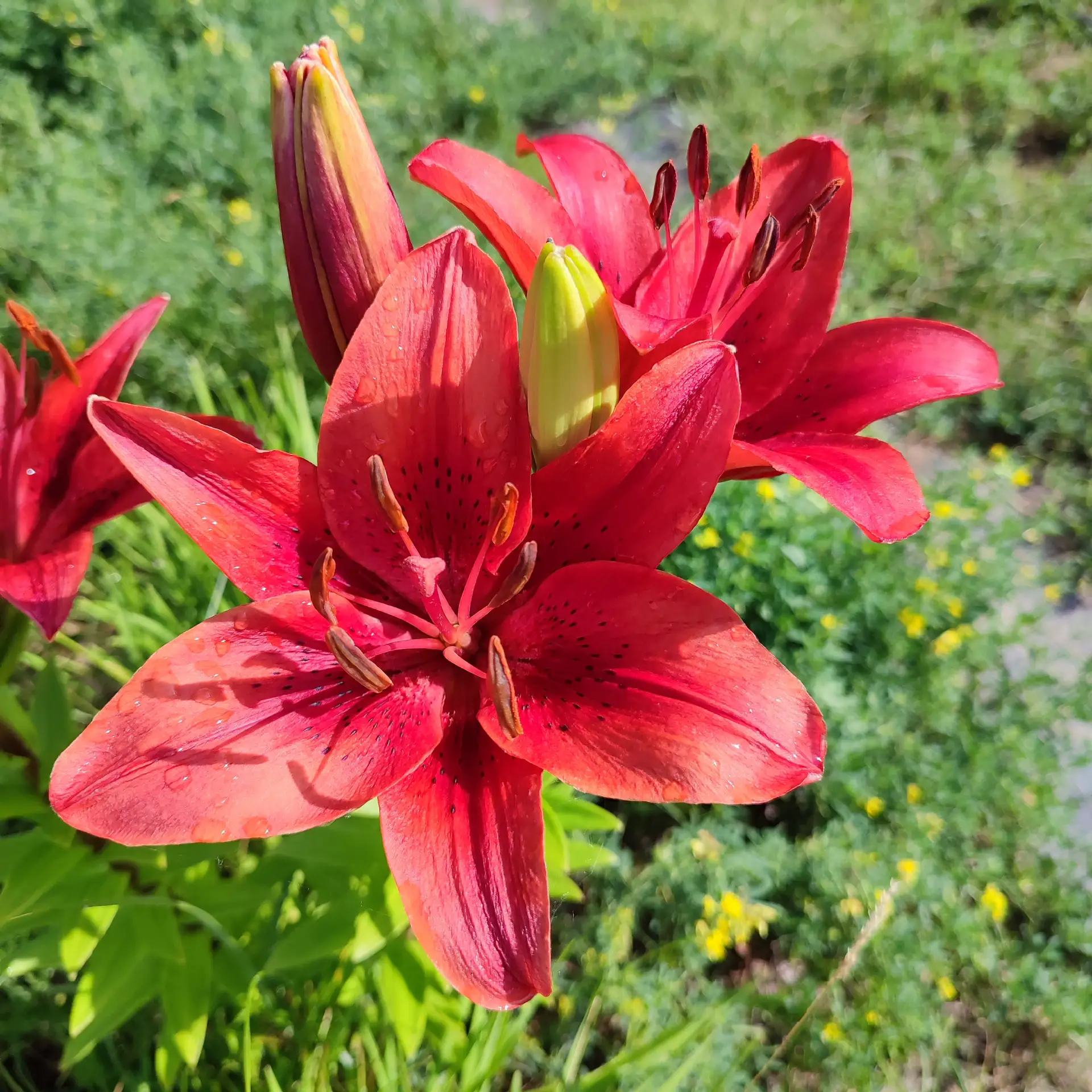 Красивого воскресенья 🌺