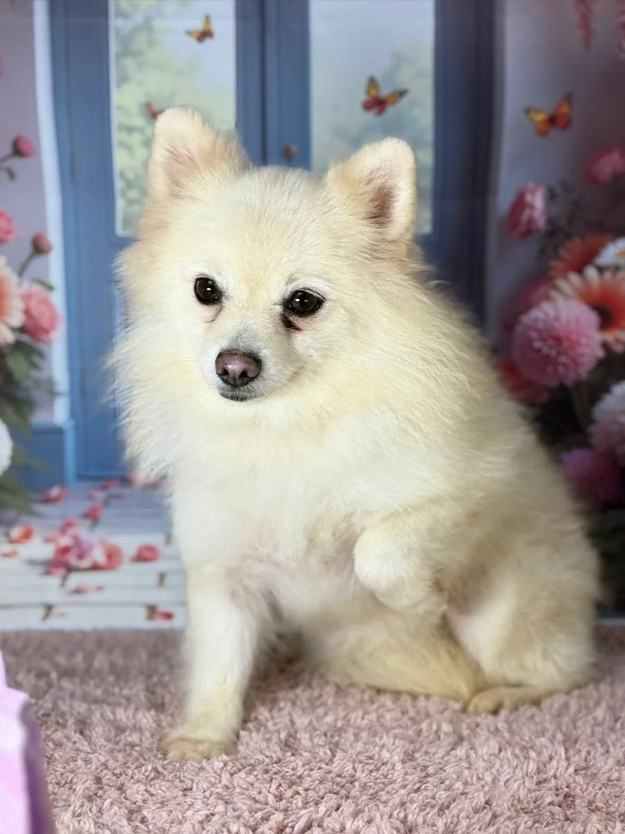 Ищет дом Вайби 🌸✨