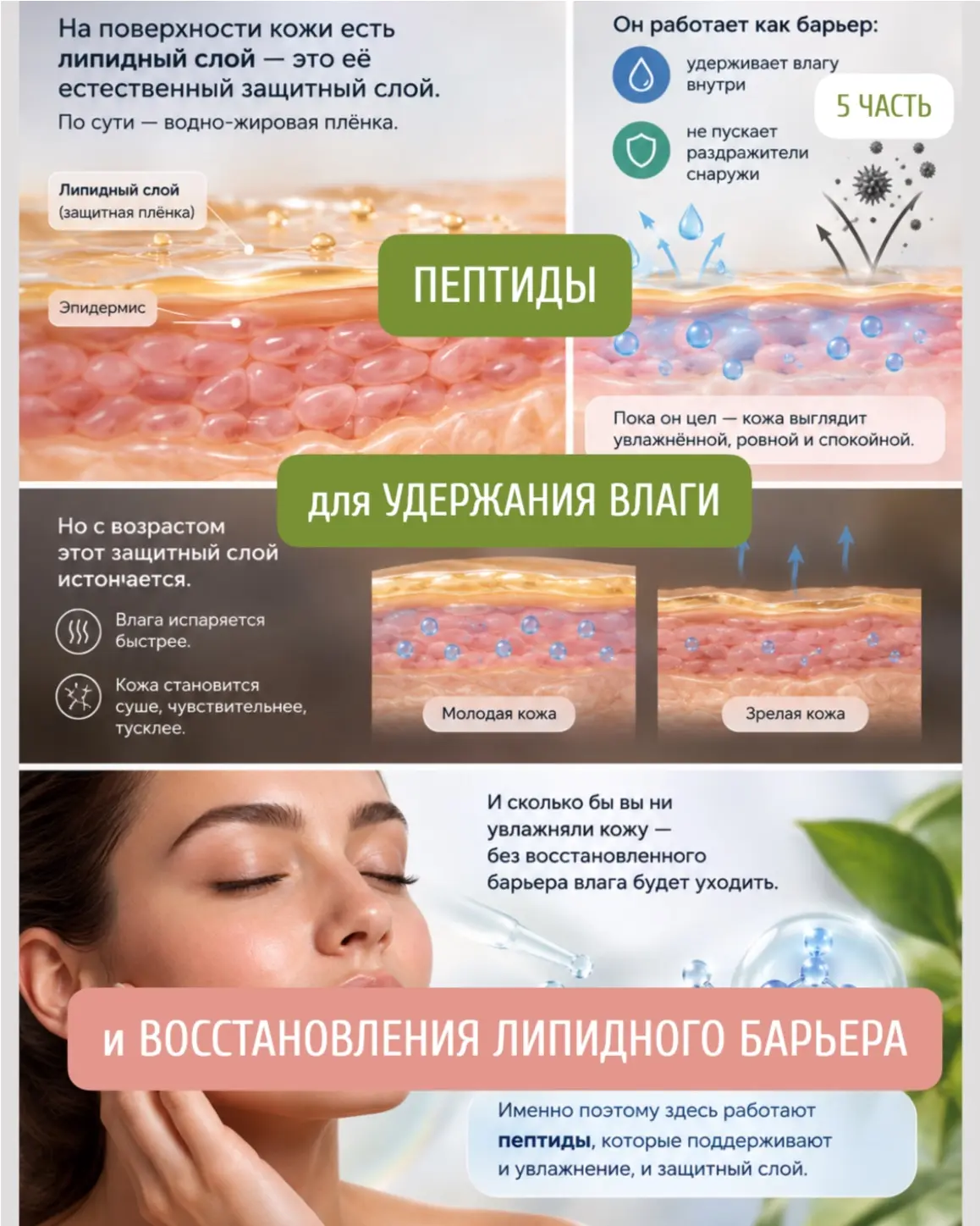 Пептиды для увлажнения и поддержки липидного барьера