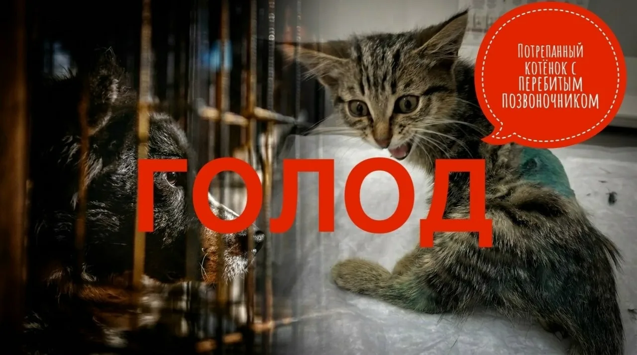 🆘 Что выбрать и куда бежать? В хосписе НЕТ корма, а котёнок молит о помощи! 😭