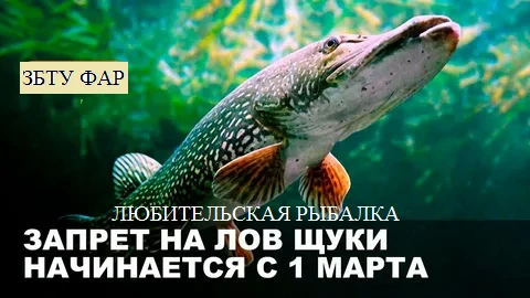 С 1 марта в Калининградской области запретят любительскую рыбалку на щуку