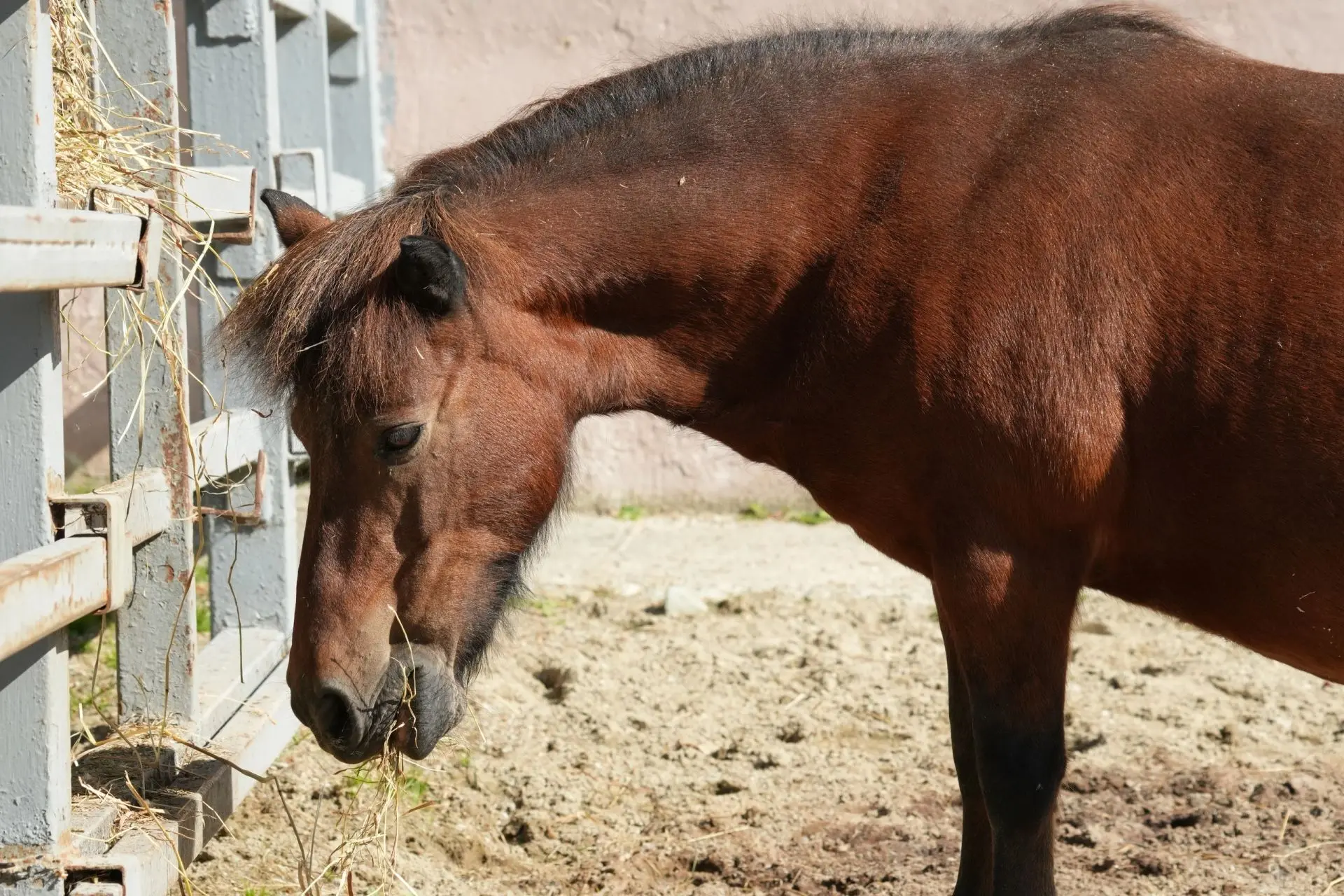 📅🐴 В последний день лета не грустим, а празднуем — ведь сегодня День лошади. История ...