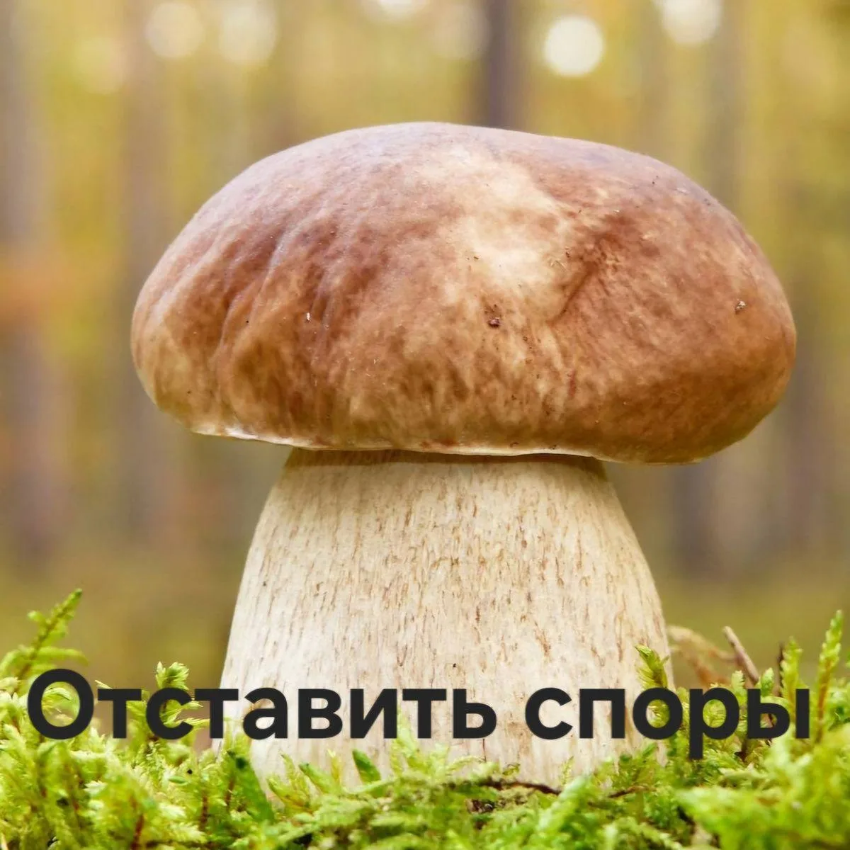 🍄‍🟫Грибной сезон ещё толком не начался, а Серпухов уже называют одним из самых перспе...