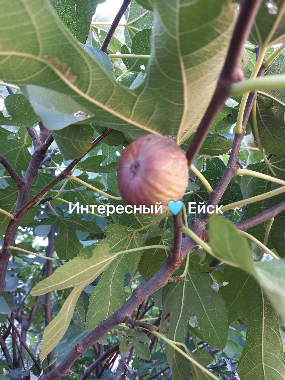 Время сбора инжира в Ейске  💜