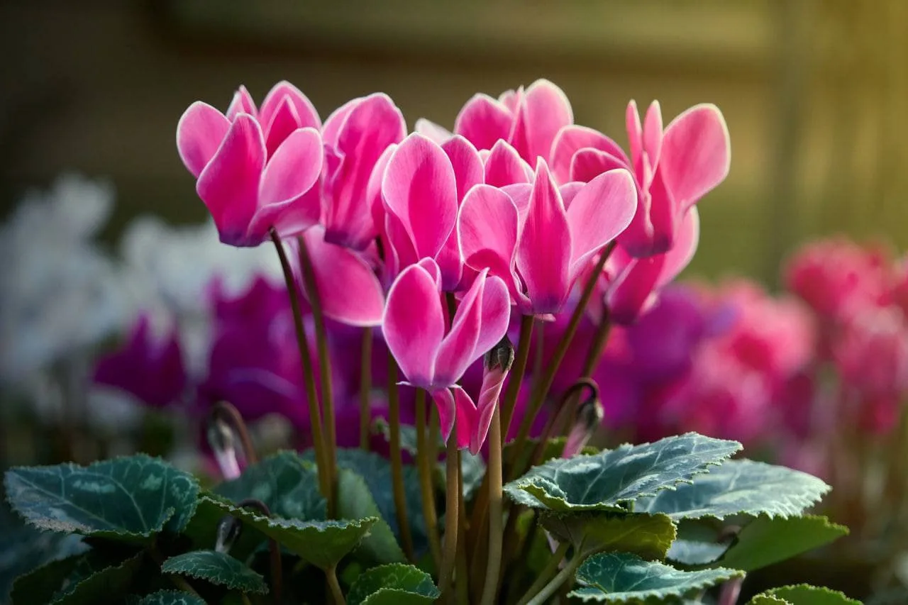 Комнатные растения, которые можно вырастить из семян

🌸Пеларгония неприхотливый и долговечный цвето