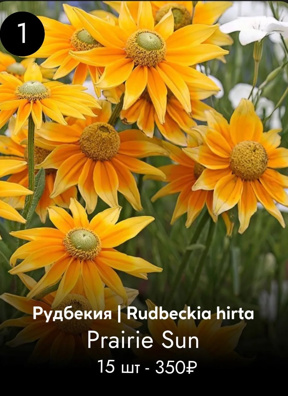 РУДБЕКИЯ
Многолетник в теплом климате 
От 60 см

цена указана без учета скидки 20%

ЗАКАЗАТЬ