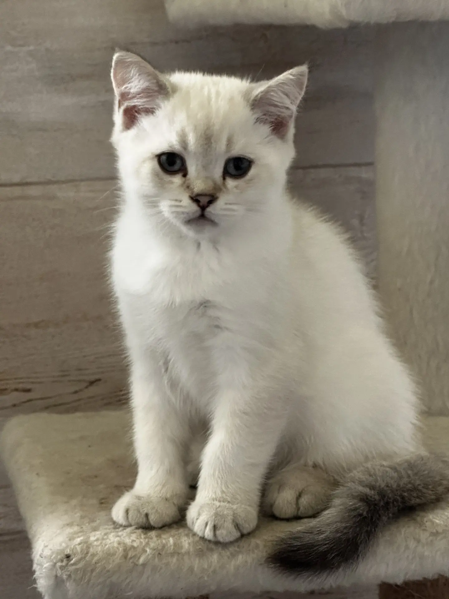 Шотландские  котята🥰🥰