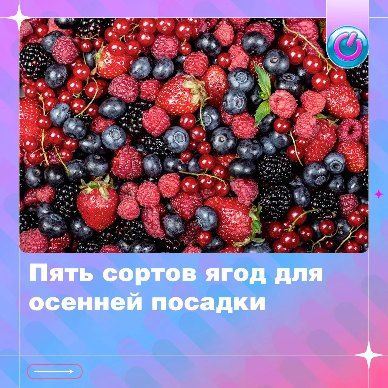 Осенью можно не только готовить сад к зиме, но и закладывать будущий ягодник. Собрали 5...