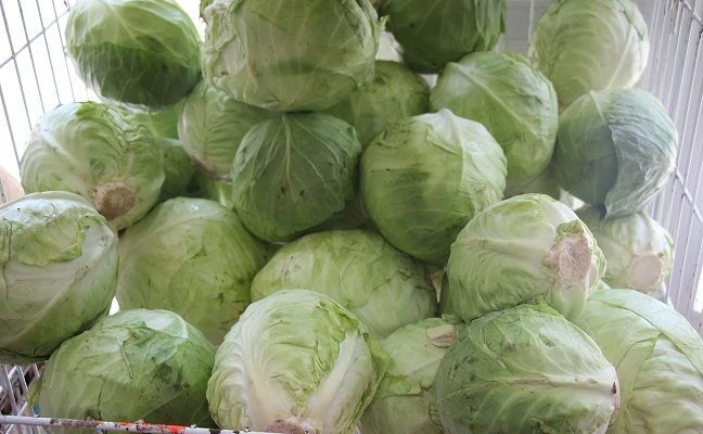 Два суперпродукта для детокса: как сельдерей и капуста выводят токсины без диет  Очищение организма 