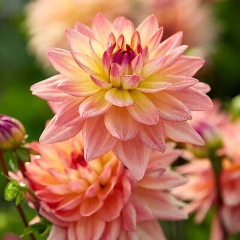 Георгина «Мелоди Дора» (Dahlia ‘Melody Dora’)

Компактный сорт из популярной серии «Мелоди», отличаю