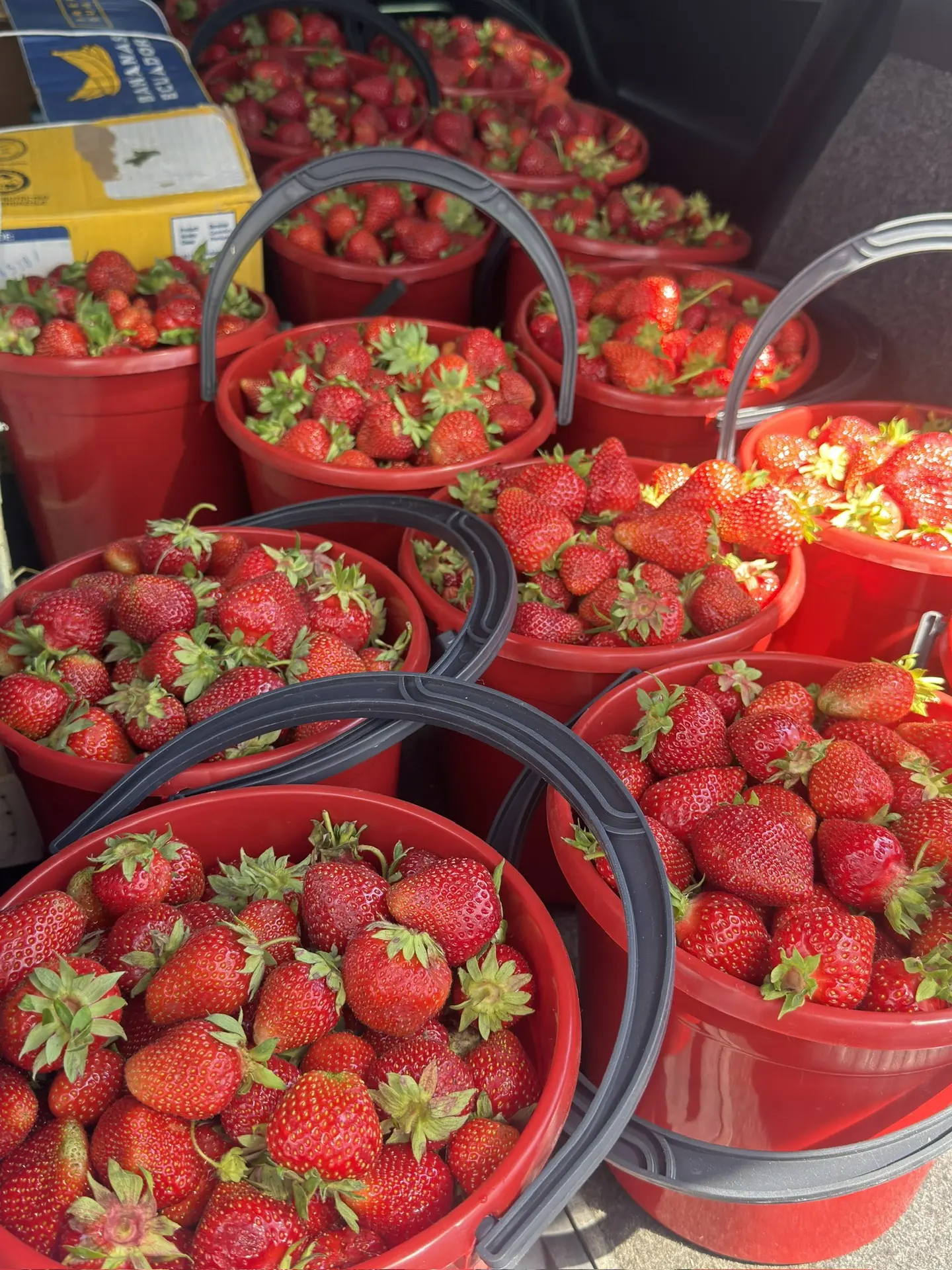 Клубника Марий Эл 🍓
Утренний сбор клубники 🚀
Ведро 5л-1500₽ (наличными )
В наличии 20 ведер ✅
В 11