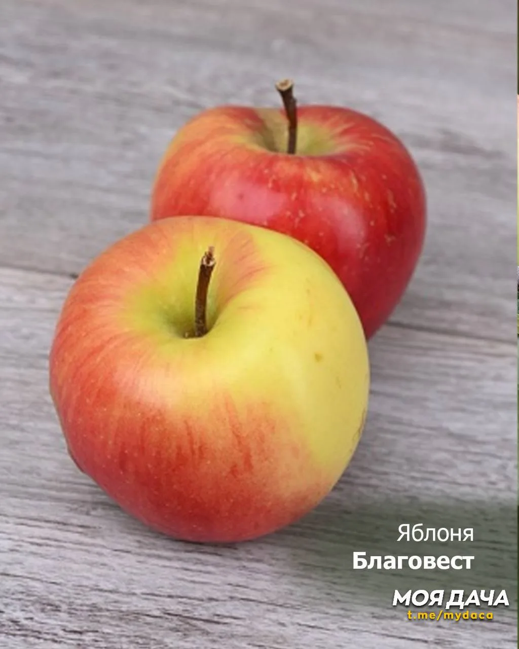 Яблони и груши: сорта, устойчивые к парше 🍎