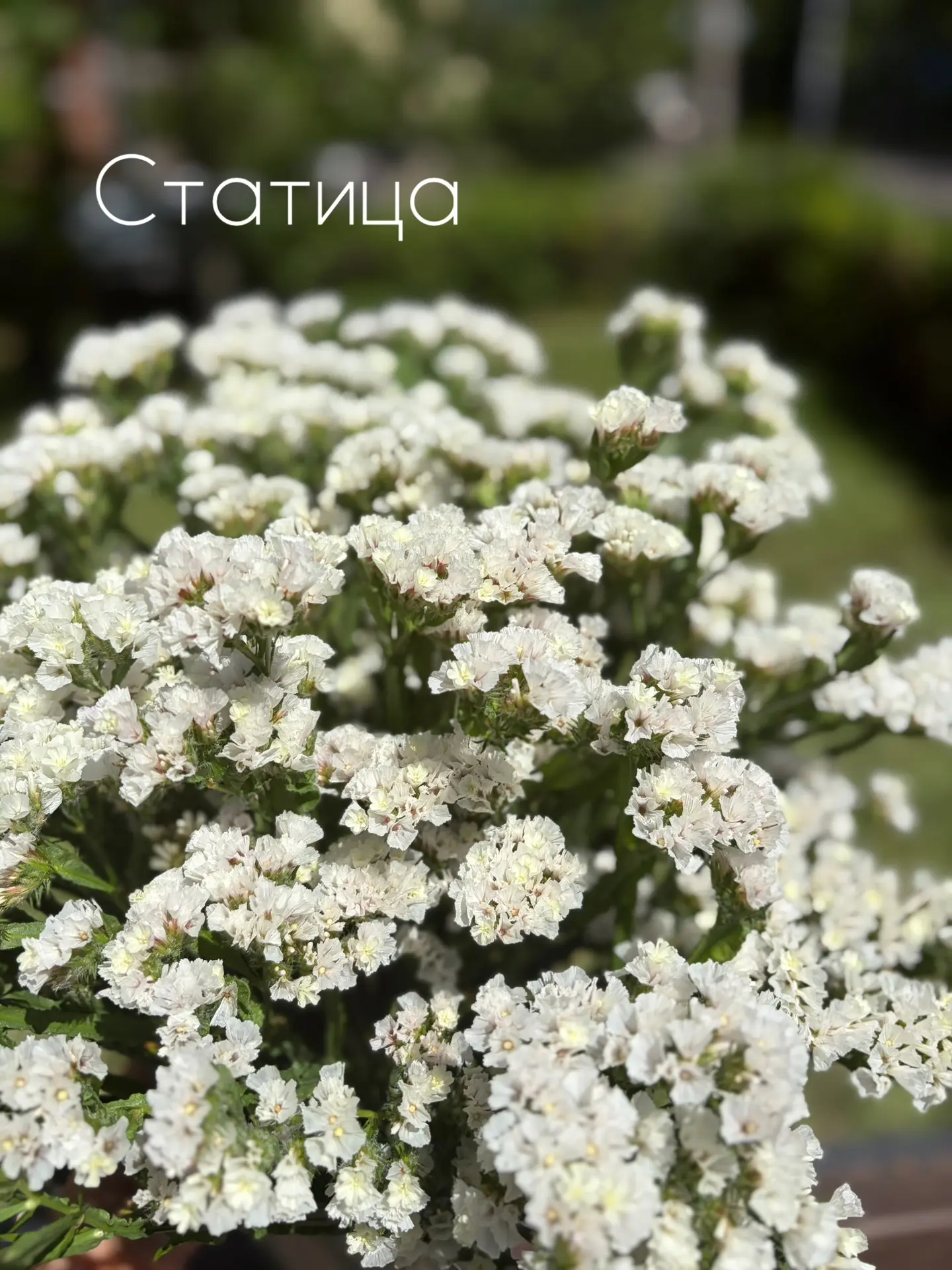 СТАТИЦА в магазине🌿

В НАЛИЧИИ🤗

50₽/ветка

💜🤍 -цветовая палитра

Статица, также известная как б