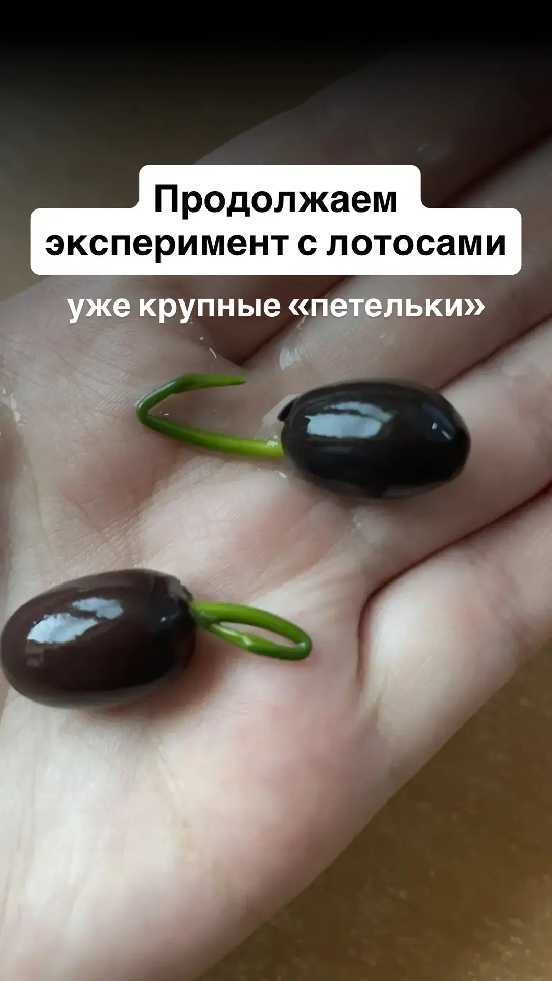 Лотосы уже выпустили уже хорошенькие «петельки»
