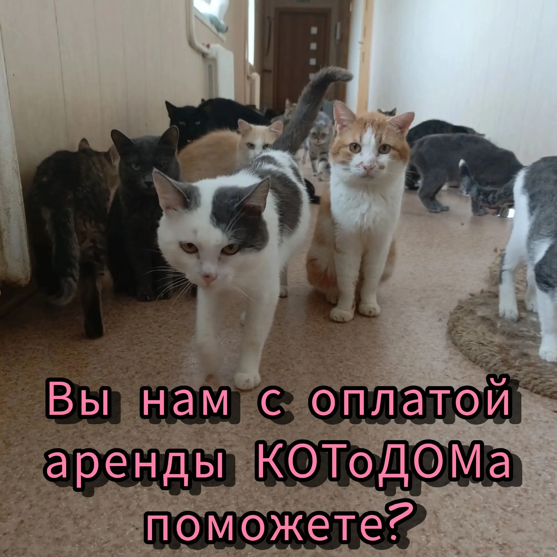 Друзья, нам очень неловко, но мы снова вынуждены обратиться к вам с огромной просьбой!