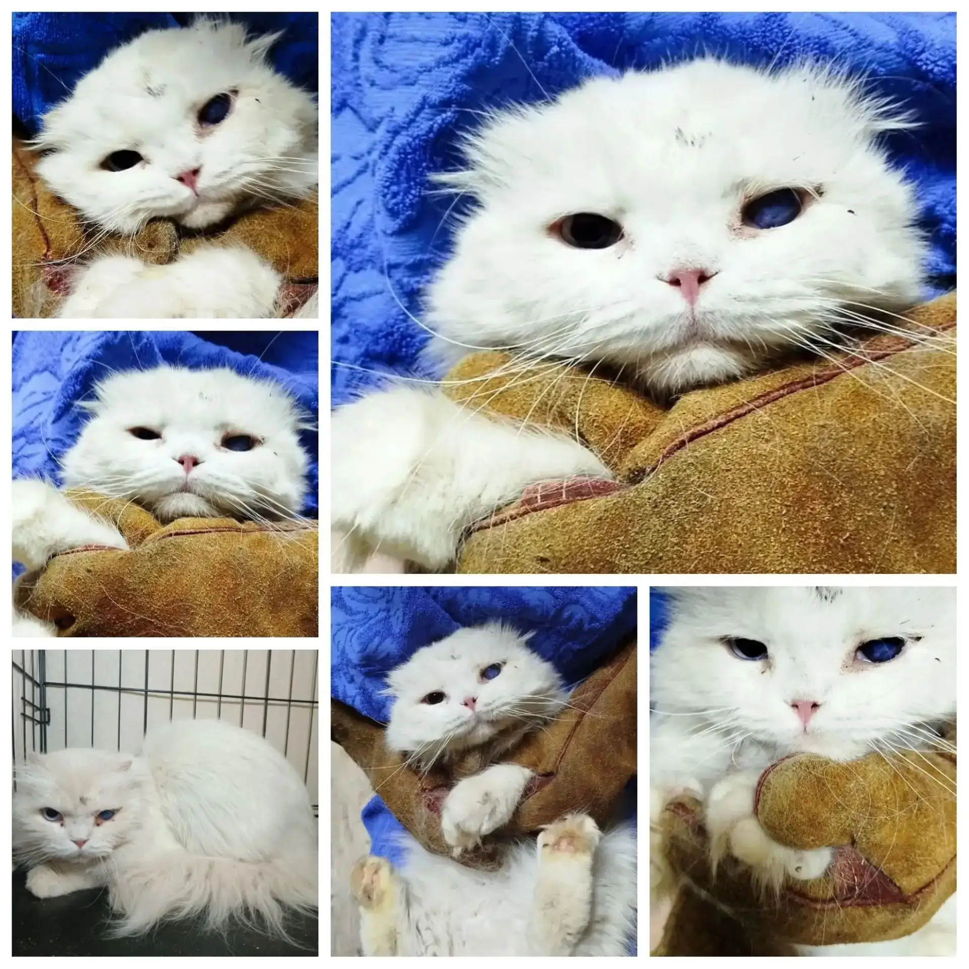 🐾 Твори добро вместе с нами! 🐾